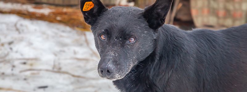 В Днепре будут бесплатно стерилизовать собак и кошек