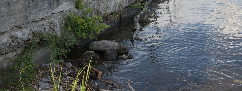 В Днепре возле "Шара" нашли мертвого кота в воде