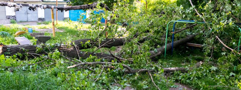 В Днепре дерево упало на детскую площадку