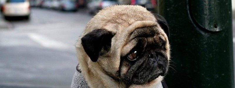 В Днепре пропало много животных: помогите найти