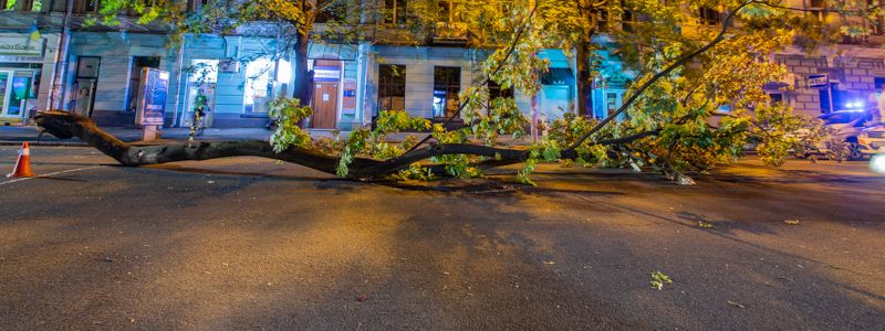 В центре Днепра упала крупная ветка и перегородила проезжую часть