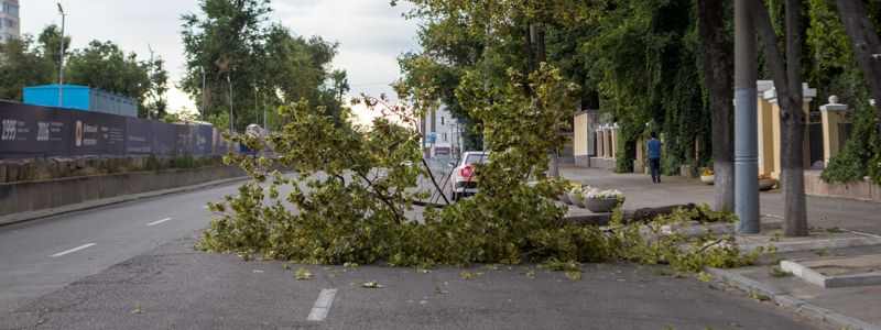 В центре Днепра крупная ветка упала на проезжую часть