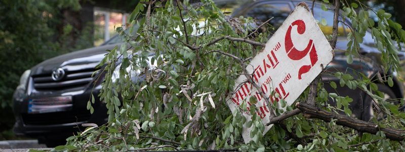 В Днепре на Савченко рухнула акация: движение транспорта затруднено