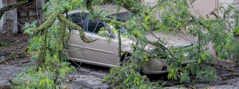 В Днепре акация рухнула на припаркованный Chevrolet