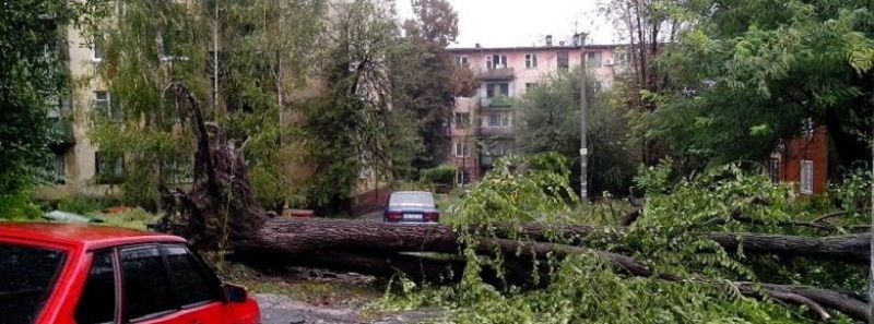 В Днепре упавшее дерево перекрыло проезжую часть