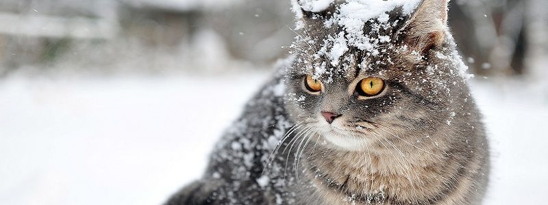 Первый снег в Днепре выпадет через месяц