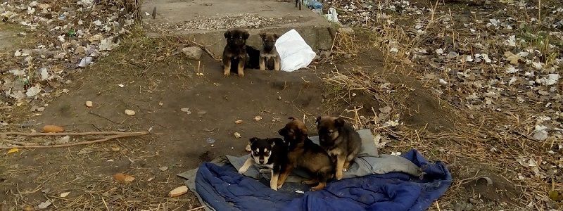 В Днепре на кладбище живут и голодают щенки (ФОТО)