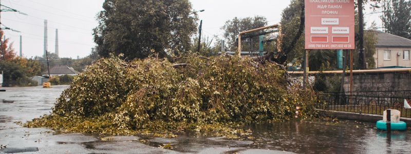 В Днепре на Артельной дерево придавило автомобиль