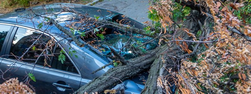 В Днепре ветка упала на Toyota и перекрыла дорогу