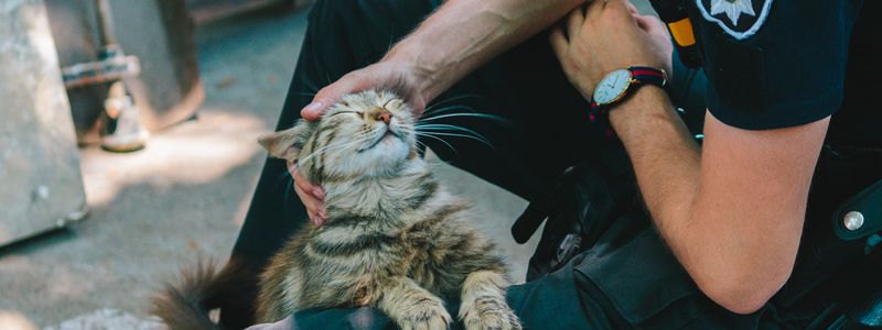 В Днепре пройдет очередная акция по укотовлению: подробности