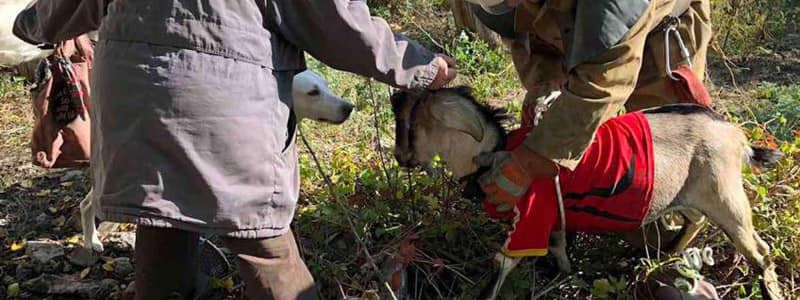 В Каменском стильный козел упал в погреб и не мог выбраться