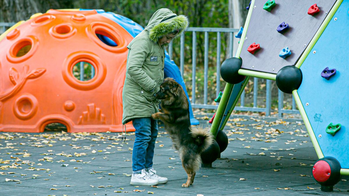 Подарите тепло и любовь: какие животные ищут дом в Днепре