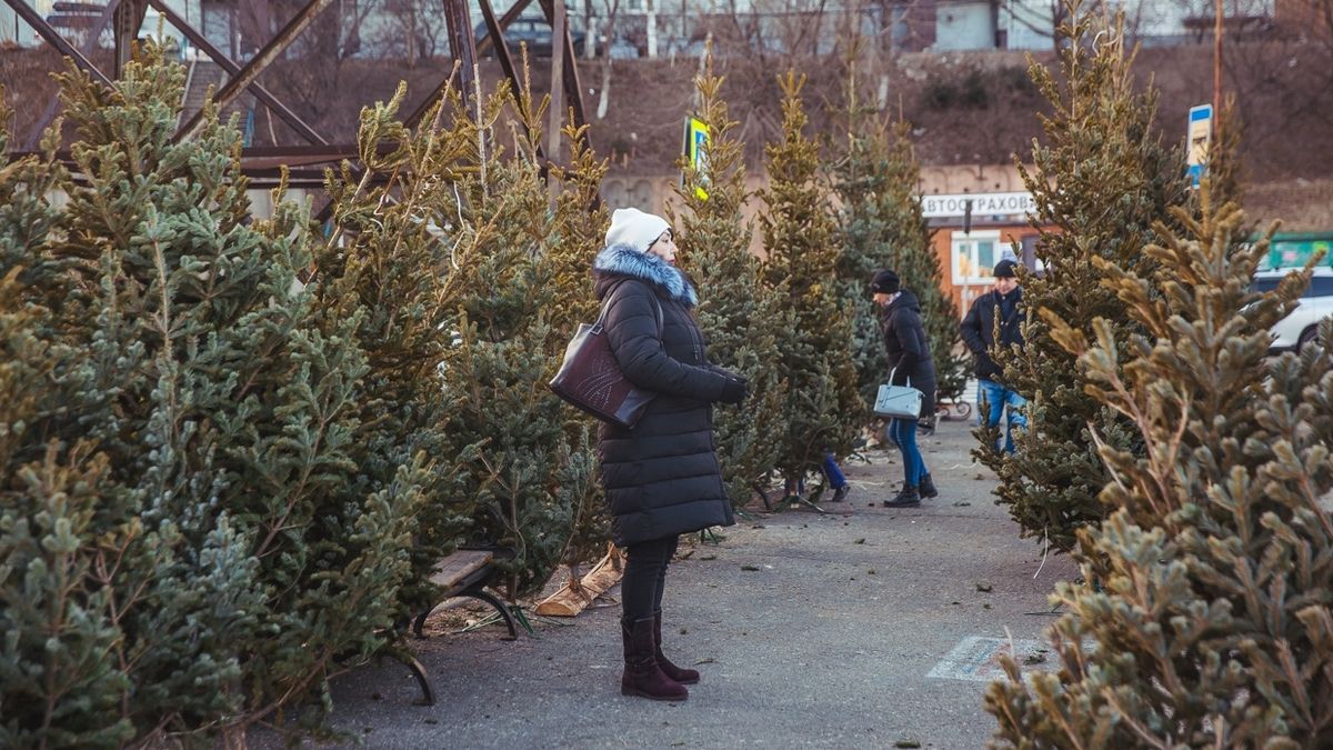 Когда в Днепре откроются елочные базары и сколько будут стоить елки