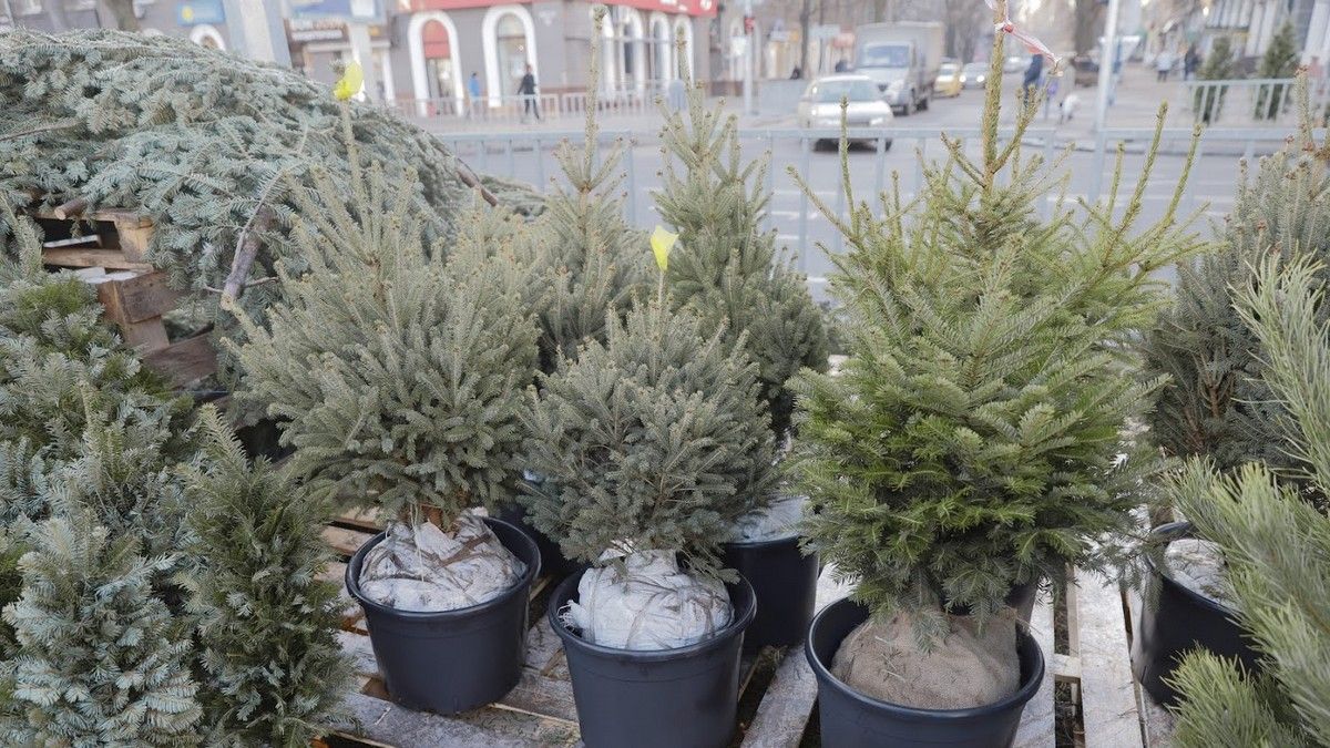 В Днепре закрывают нелегальные елочные базары