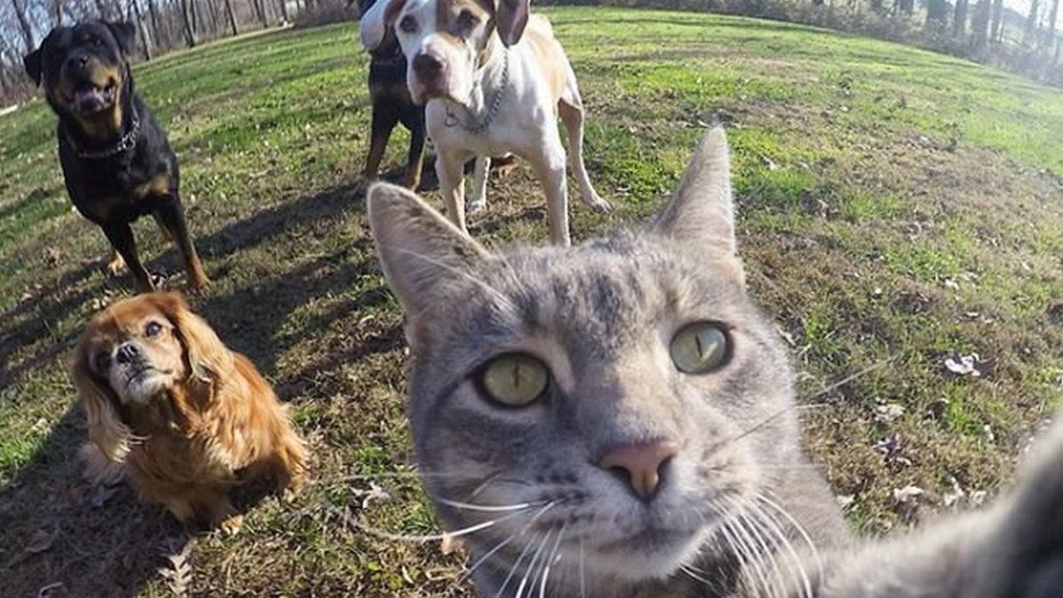 В Днепре пропало много животных: помогите найти