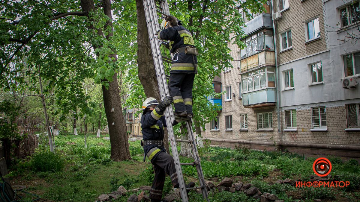 В Днепре спасали котика, который залез на высокое дерево и звал на помощь