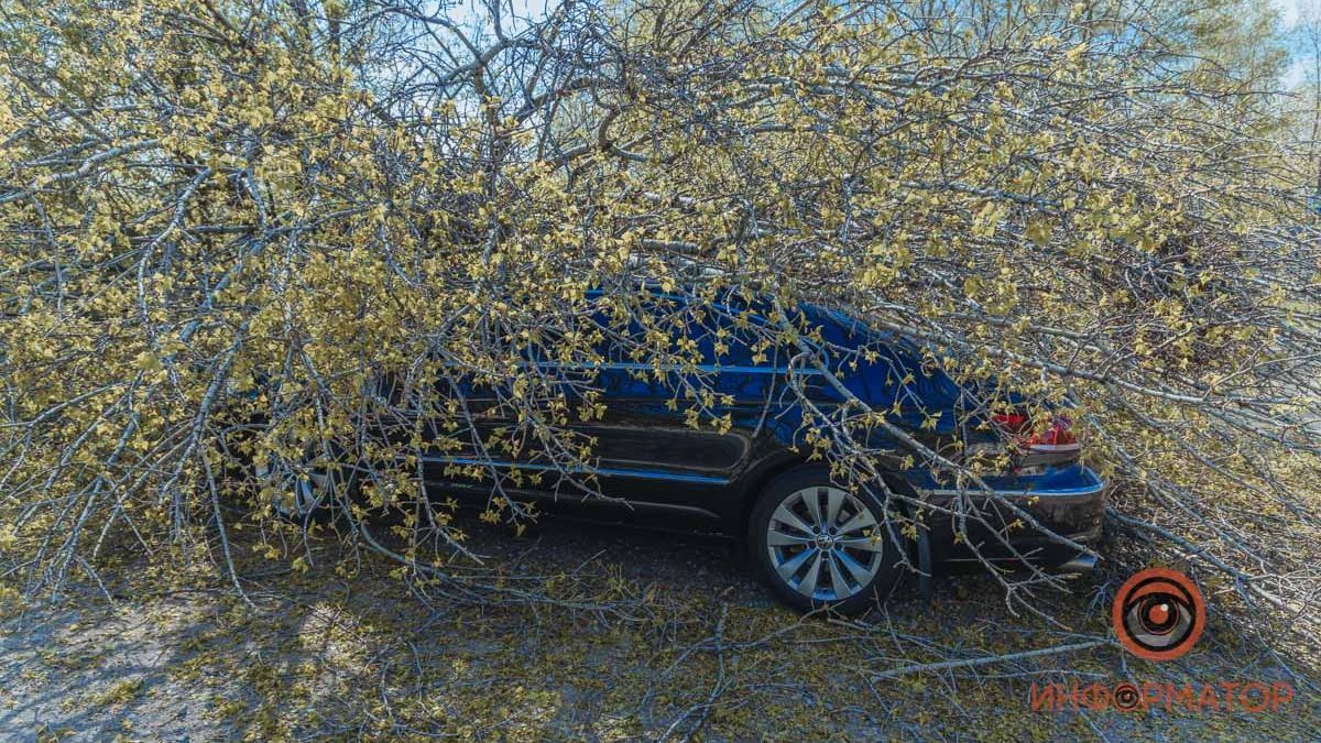 В Днепре несколько компаний украли миллионы на озеленении города