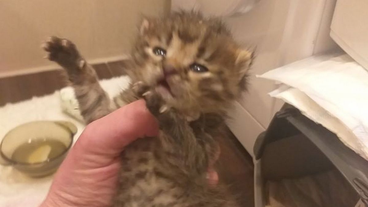 В Днепре на стройку выбросили кошку и новорожденных котят: маму-кошку переехал экскаватор