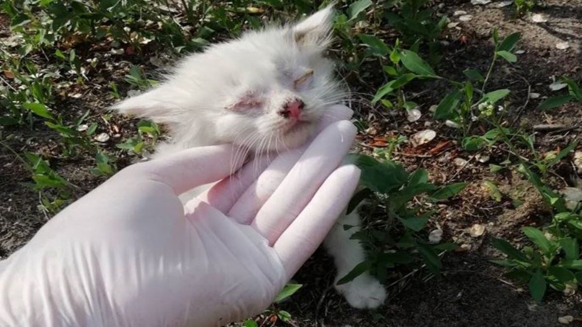 В Днепре спасают месячного слепого котенка