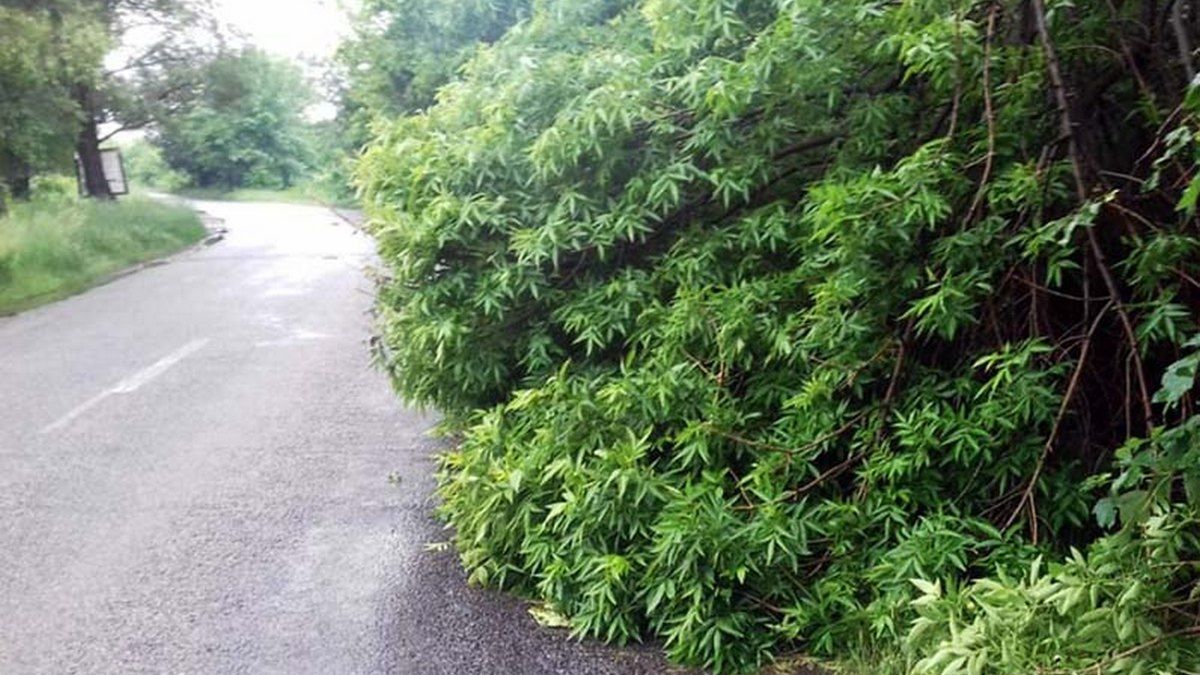 В Днепре из-за сильного ветра на дорогу рухнула ветка, затруднив движение