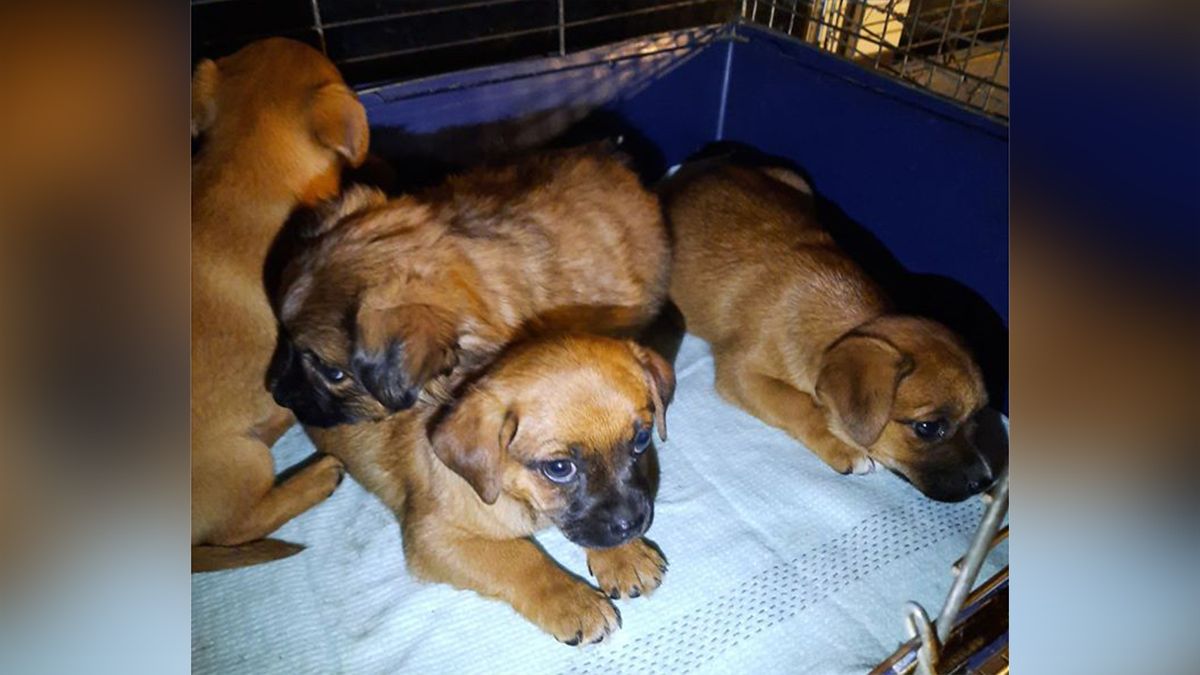 В Днепре просят о помощи для четверых щенят: им угрожает смертельная болезнь