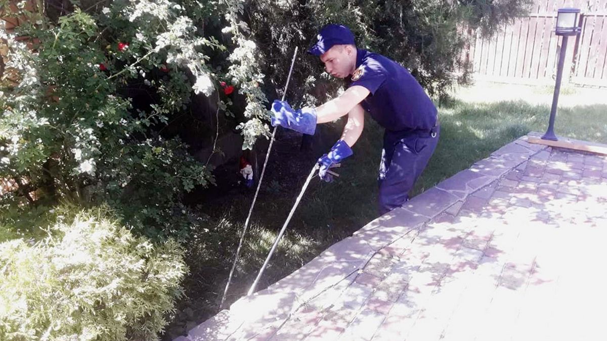 В Днепре спасатели отловили в частном доме змею: что нужно знать о змеях и как оказывать помощь при укусе