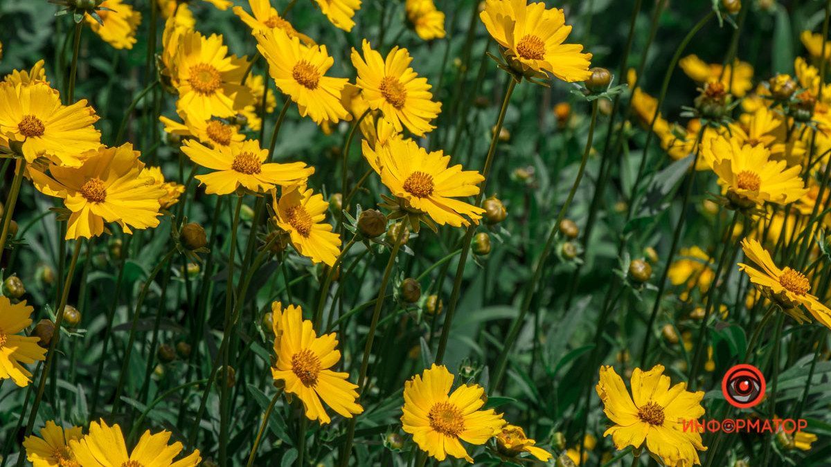 В Днепре после дождя расцвели цветы