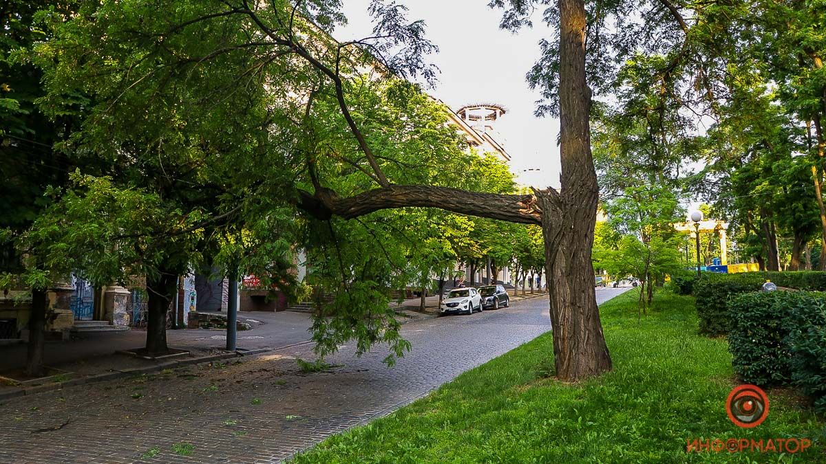 В Днепре на проспекте Дмитрия Яворницкого падает дерево: проезд перекрыт