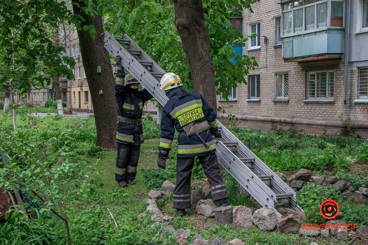 В Днепре спасали котенка, который застрял на дереве на высоте 6 метров