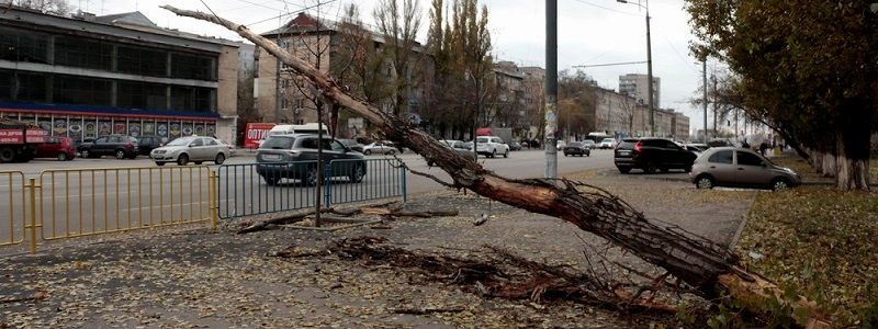 На Слобожанском дерево упало на провода и перекрыло дорогу (ФОТО, ВИДЕО)