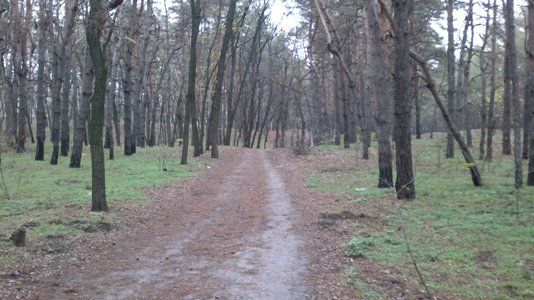 Патрульные Днепра нашли труп в лесопосадке