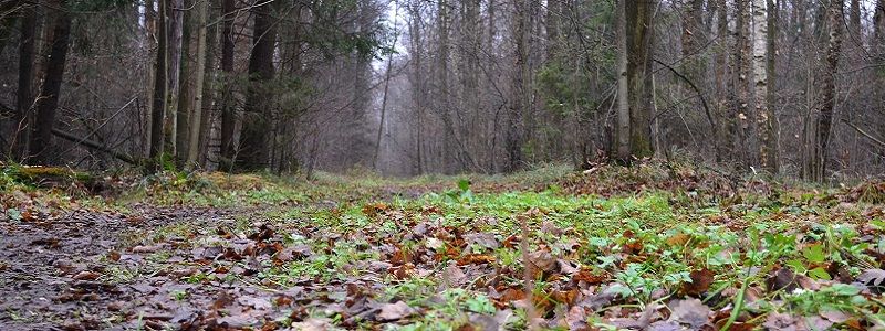 Пропавшего в Днепре Антона Самсоненко нашли мертвым в лесопосадке (ФОТО)