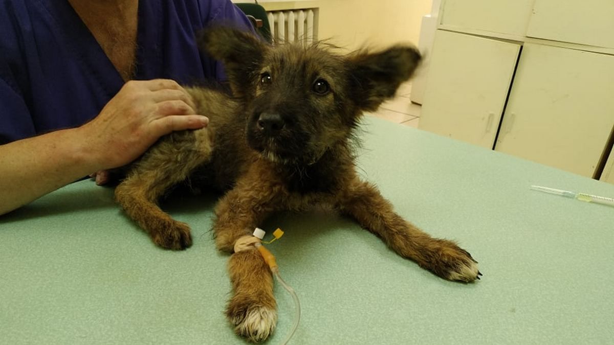 В Днепре волонтеры спасают троих щенков с энтеритом