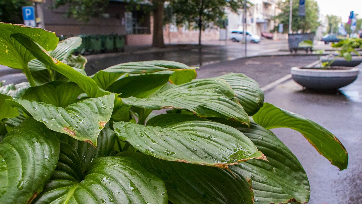 Ложная тревога: как Днепр освежился под кратковременным дождем