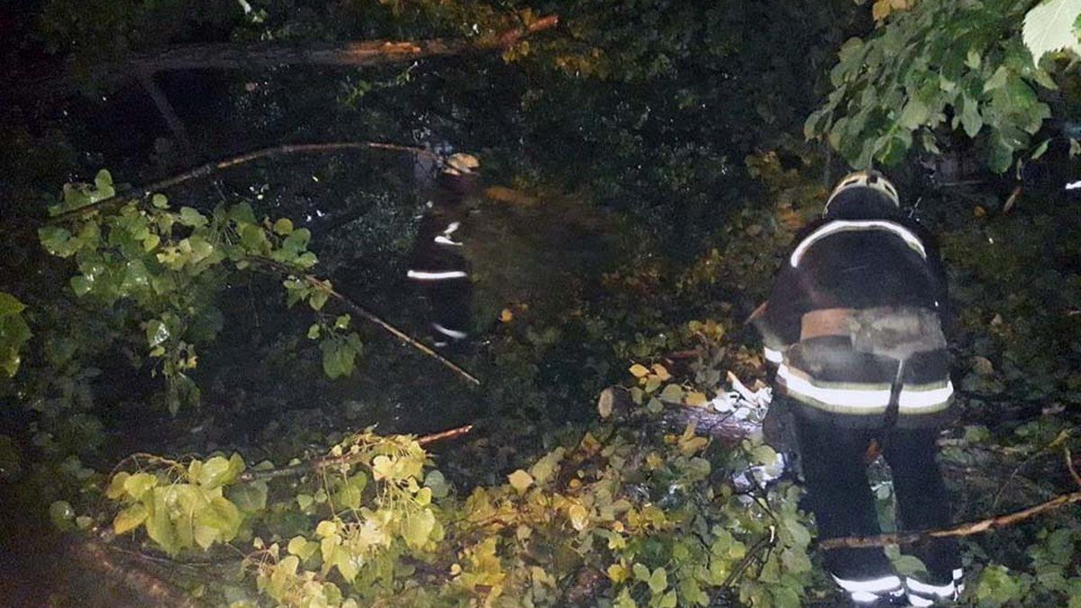 В Днепре на Рабочей упавшее дерево загородило вход в детский сад