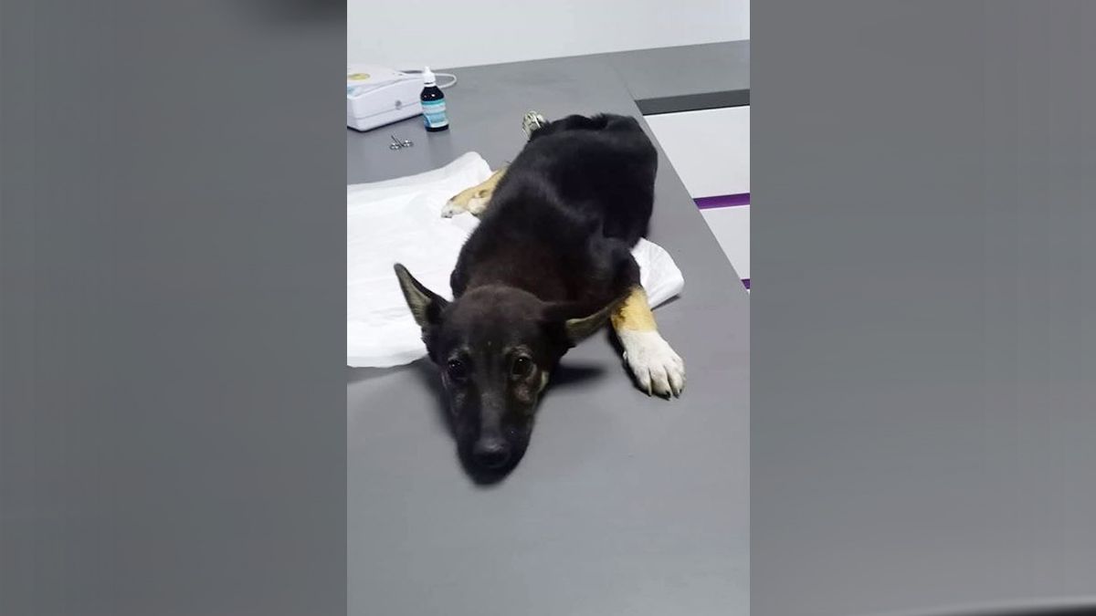 В Днепре на здоровом щенке тренировались оперировать: резали кожу и ломали лапы