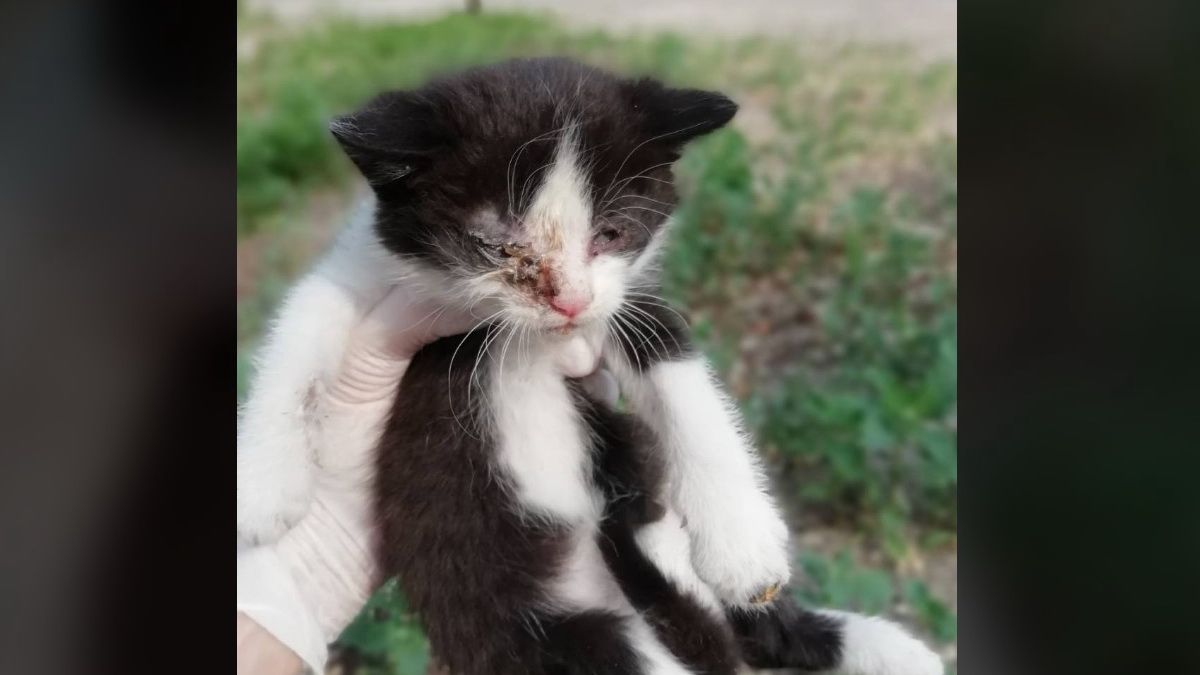 В Днепре котенка с раной глаза выбросили из машины: нужна помощь