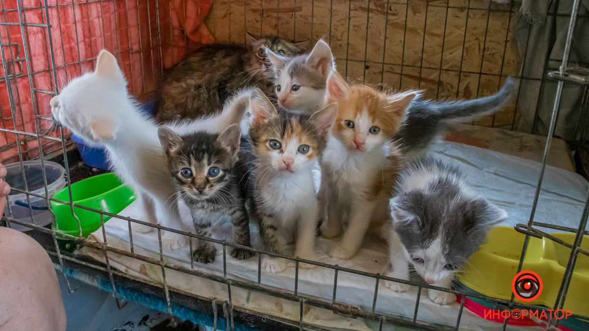 Мам, ты где: в Днепре пройдет акция по пристройству котят и щенков