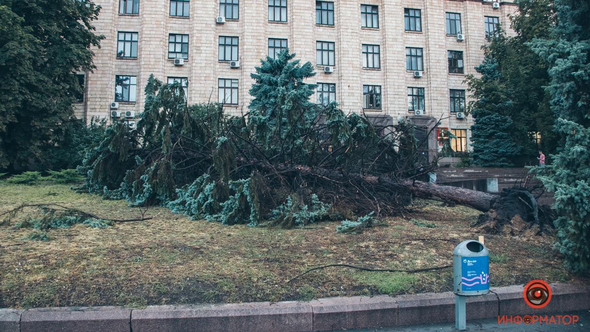 В Днепре на площади Героев Майдана рухнули две огромные ели