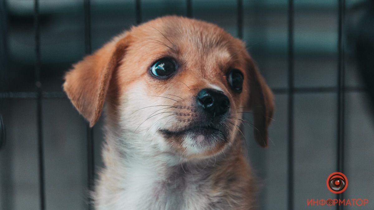 Подарите тепло и любовь: какие животные ищут дом в Днепре