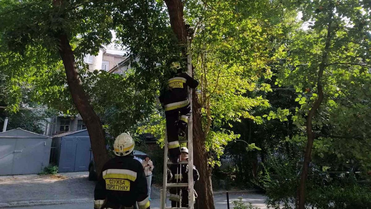 В Днепре испуганный домашний кот залез на дерево и звал на помощь