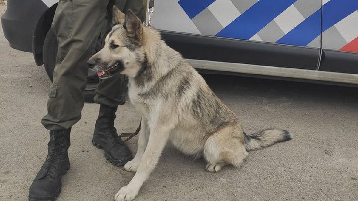 В Днепре избили девушку и украли у нее собаку