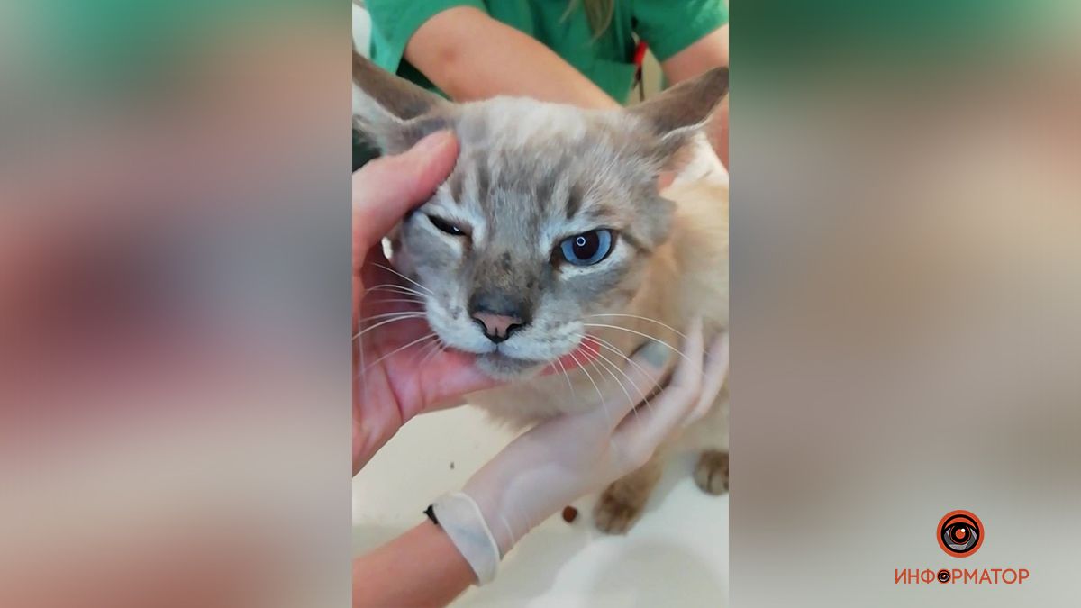 В Днепре спасают кота, которого выкинули из дома после смерти хозяйки