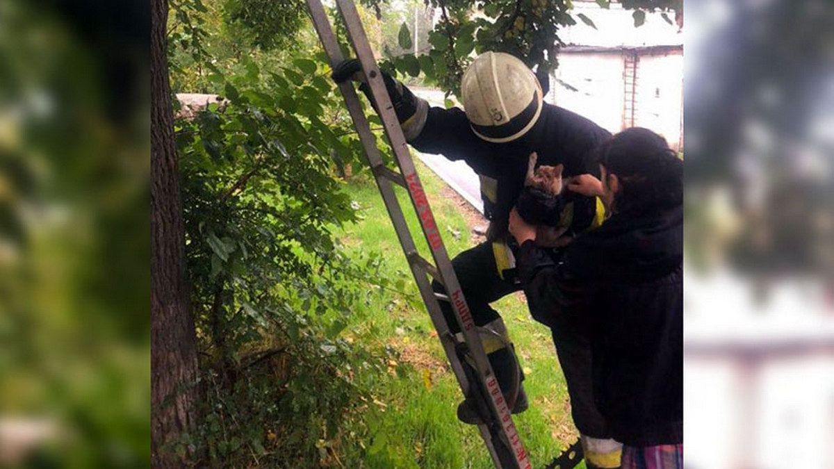 В Днепре в Архитектурном переулке спасатели сняли котенка с дерева