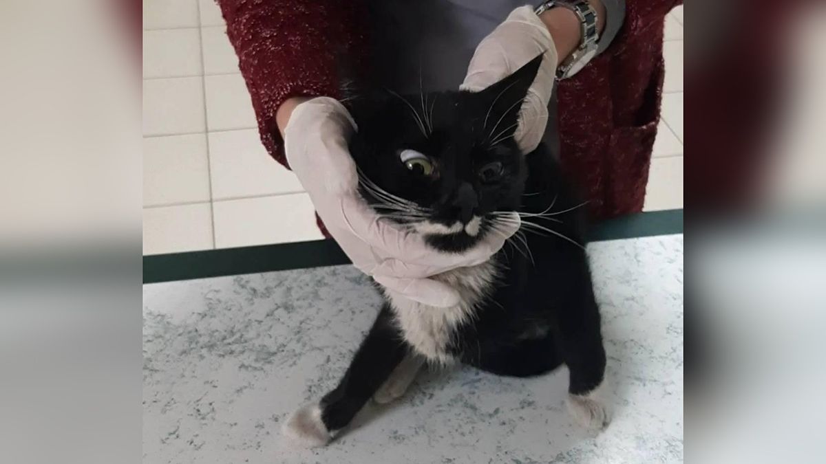 В Днепре кот Ежик попал под машину: срочно требуется помощь