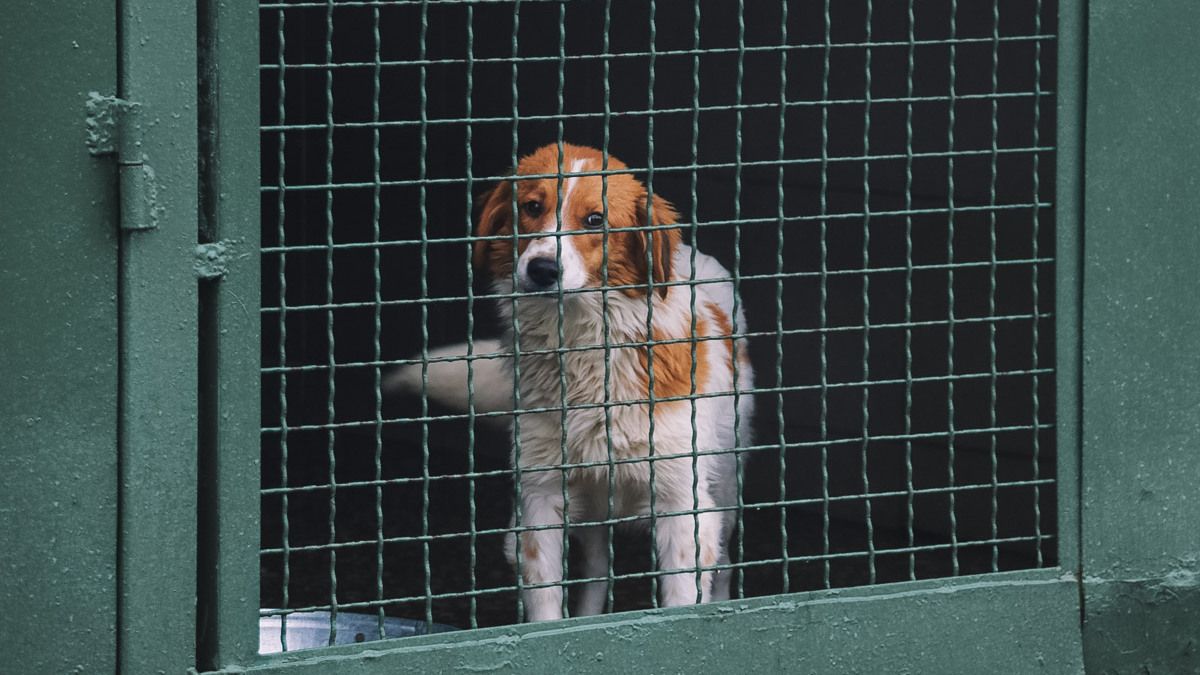 Маленькие истории бездомных животных: где найти себе верного друга в Днепре