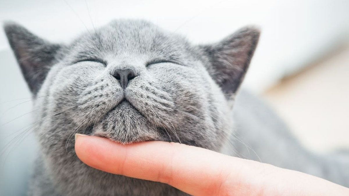 В Днепре пропало много животных: помогите найти