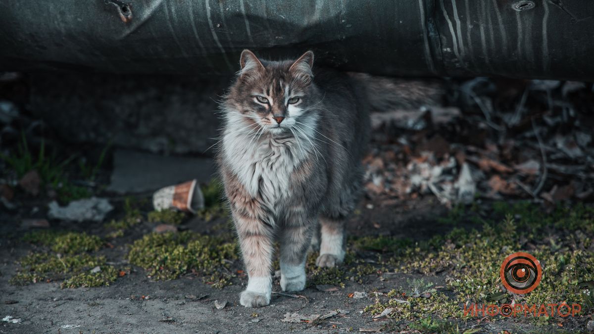 Спасенные жизни, необычные фотосессии и хэллоуинская атмосфера: ТОП хороших новостей недели