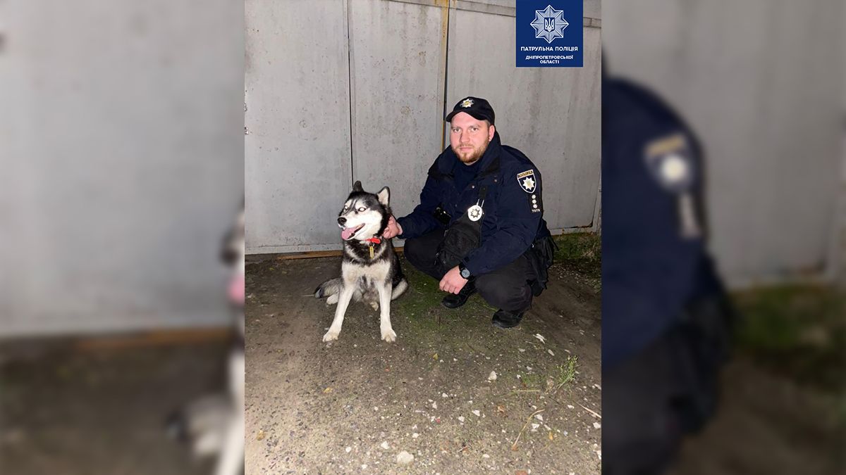 В Днепре патрульные нашли хозяина хаски, который заблудился на Калиновой