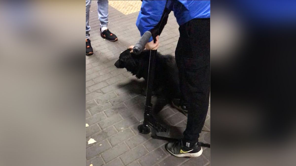 В Днепре на Петра Калнышевского прохожие спасли собаку, которой маршрутка переехала лапки